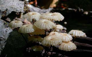 Marasmius rotula.